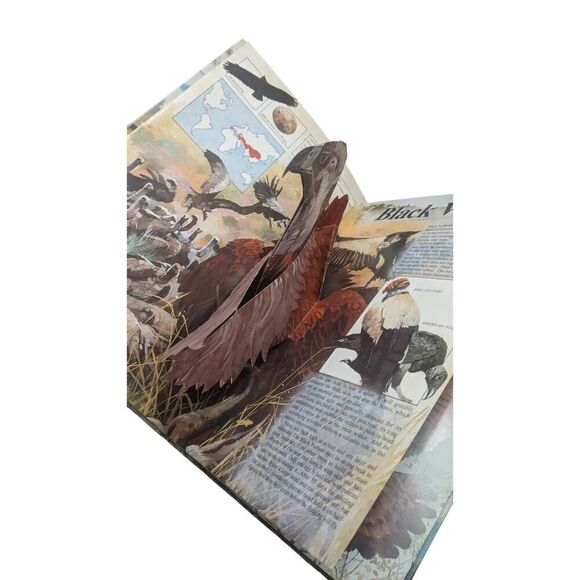 Majesty in Flight Ron Van der Meer Pop Up Book Paper Engineering Birds of‎ Prey - Picture 4 of 5